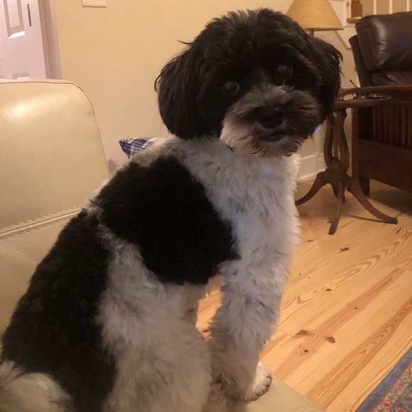 Meet your Posher, Heather - Picture 1 of 1